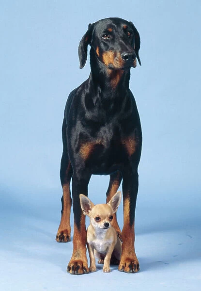 DOG - Dobermann  /  Doberman Pinscher & Chihuahua