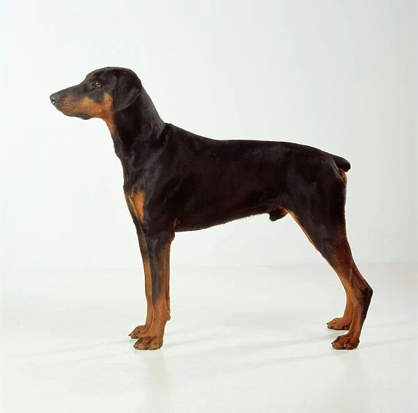 DOG - Dobermann  /  Doberman Pinscher, standing, side view