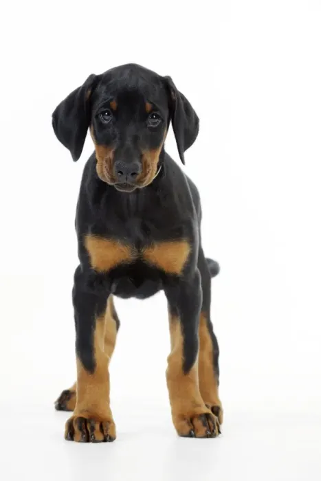 Framed Print : Dog. Dobermann puppy Framed Print : Dog. Dobermann puppy