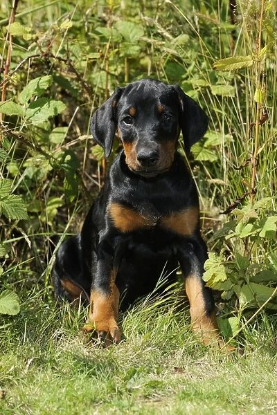 Dog. Dobermann puppy