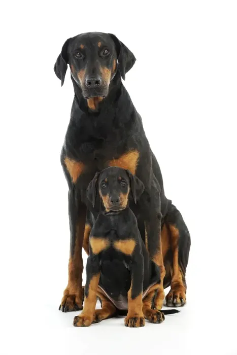 Framed Print : Dog. Dobermann puppy and adult Framed Print : Dog. Dobermann puppy and adult