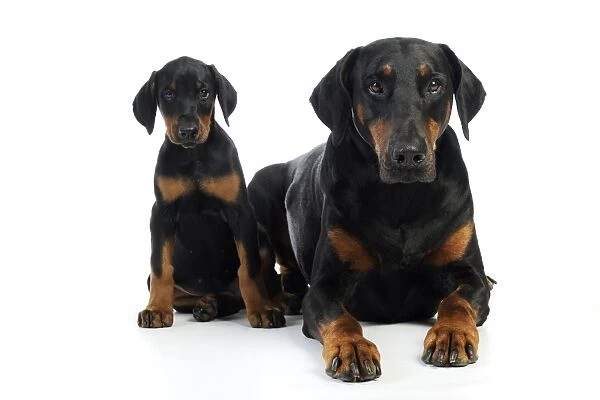 Dog. Dobermann puppy and adult