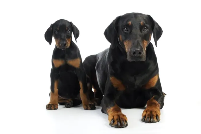 Framed Print : Dog. Dobermann puppy and adult