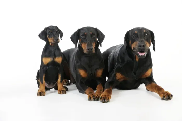 Framed Print : Dog. Dobermann puppy and dogs Framed Print : Dog. Dobermann puppy and dogs