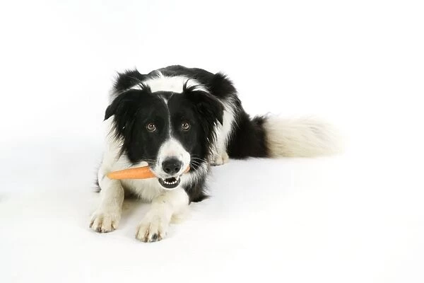 DOG. Dog with carrot in mouth