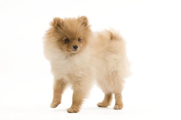 Dog - Dog - Dwarf Spitz  /  Pomeranian - 6 month old puppy - orange colourting. Also know as Spitz nain
