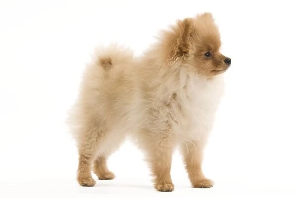Dog - Dog - Dwarf Spitz  /  Pomeranian - 6 month old puppy - orange colourting. Also know as Spitz nain
