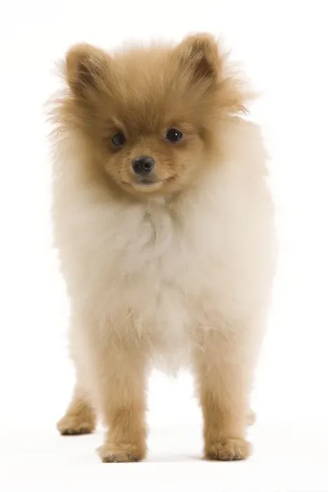 Framed Print : Dog - Dog - Dwarf Spitz / Pomeranian - 6 month old puppy - orange colourting. Also know as Spitz nain Framed Print : Dog - Dog - Dwarf Spitz / Pomeranian - 6 month old puppy - orange colourting. Also know as Spitz nain