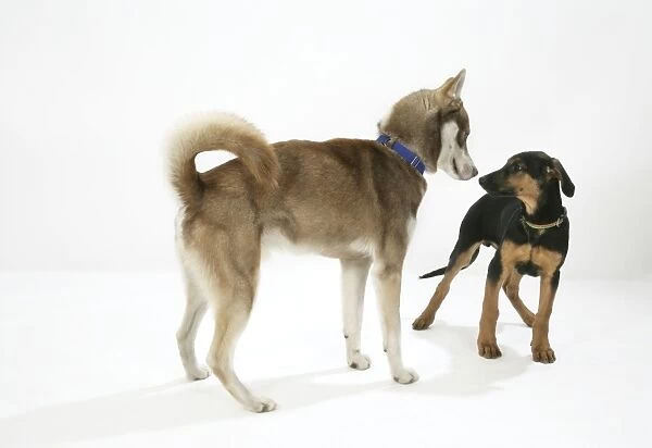 Dog. Dog with hair along back raised dominating a puppy