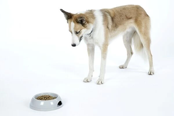 DOG - dog looking at food in bowl