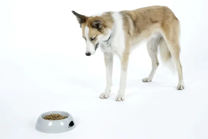 Framed Print : DOG - dog looking at food in bowl Framed Print : DOG - dog looking at food in bowl