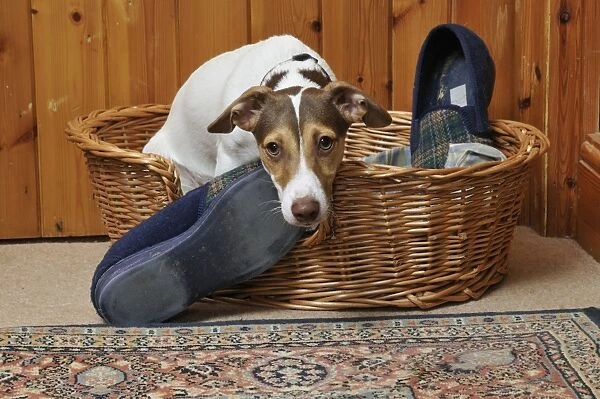 DOG. dog being possessive of slippers