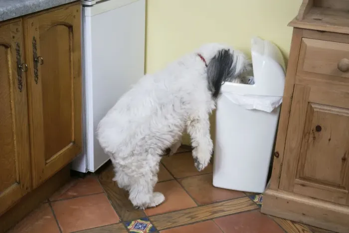 Framed Print : DOG - Dog scavenging from waste bin in the home Framed Print : DOG - Dog scavenging from waste bin in the home