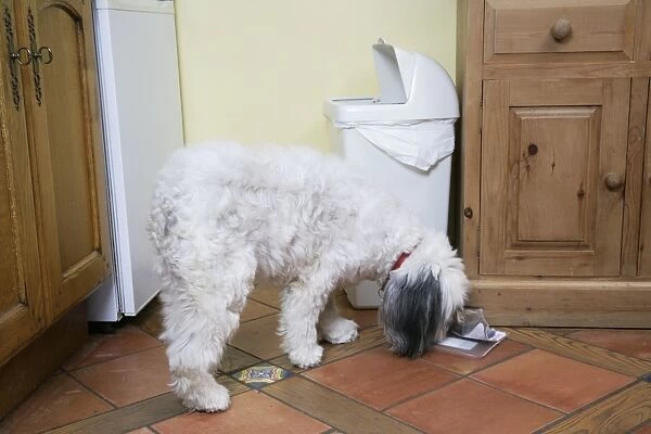 DOG - Dog scavenging from waste bin in the home
