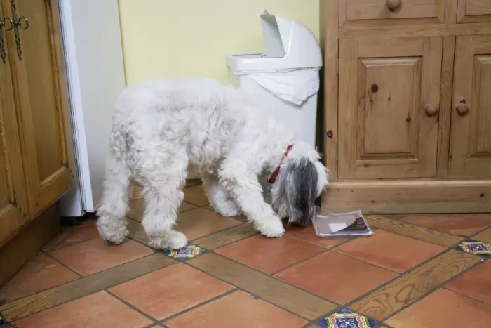 Framed Print : DOG - Dog scavenging from waste bin in the home Framed Print : DOG - Dog scavenging from waste bin in the home