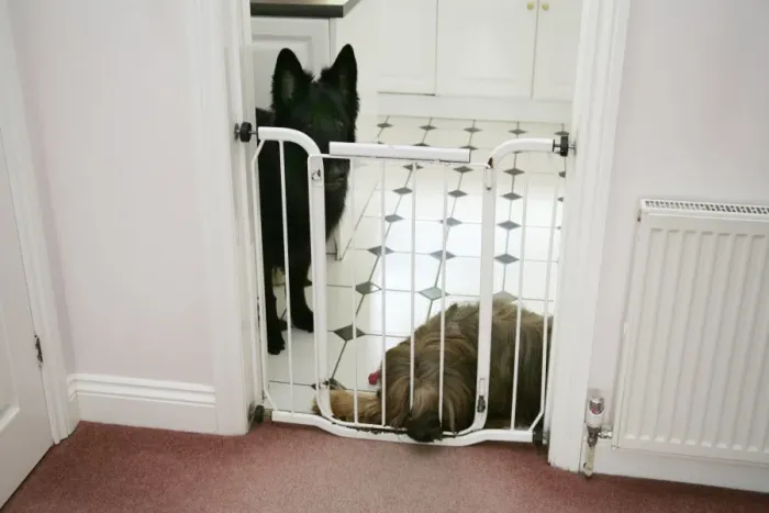 Framed Print : DOG - dogs behind baby gate Framed Print : DOG - dogs behind baby gate