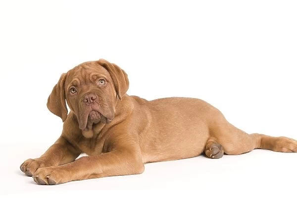 Dog - Dogue de Bordeaux  /  Bordeaux  /  French Mastiff in studio