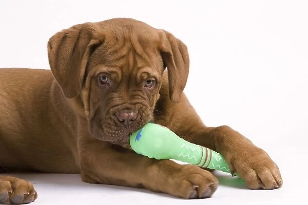 Dog - Dogue de Bordeaux  /  Bordeaux  /  French Mastiff in studio - biting on dog chew