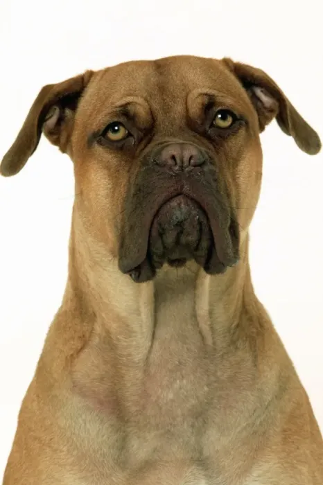 Framed Print : Dog - Dogue de Bordeaux / Bordeaux / French Mastiff Framed Print : Dog - Dogue de Bordeaux / Bordeaux / French Mastiff