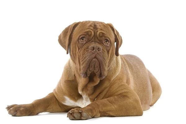 Dog - Dogue de Bordeaux  /  Bordeaux  /  French Mastiff