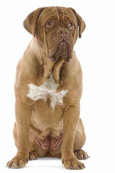 Dog - Dogue de Bordeaux  /  Bordeaux  /  French Mastiff