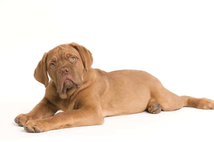Framed Print : Dog - Dogue de Bordeaux / Bordeaux / French Mastiff in studio Framed Print : Dog - Dogue de Bordeaux / Bordeaux / French Mastiff in studio