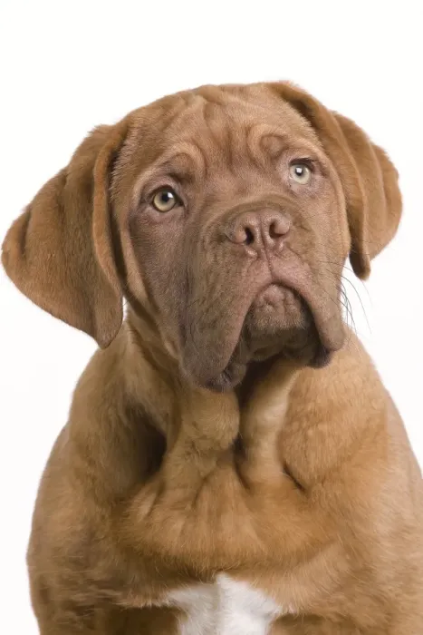 Framed Print : Dog - Dogue de Bordeaux / Bordeaux / French Mastiff in studio Framed Print : Dog - Dogue de Bordeaux / Bordeaux / French Mastiff in studio