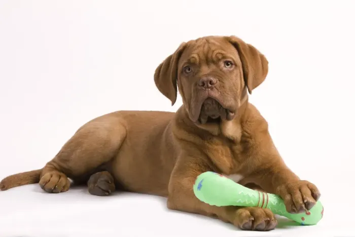 Framed Print : Dog - Dogue de Bordeaux / Bordeaux / French Mastiff in studio - with dog chew Framed Print : Dog - Dogue de Bordeaux / Bordeaux / French Mastiff in studio - with dog chew