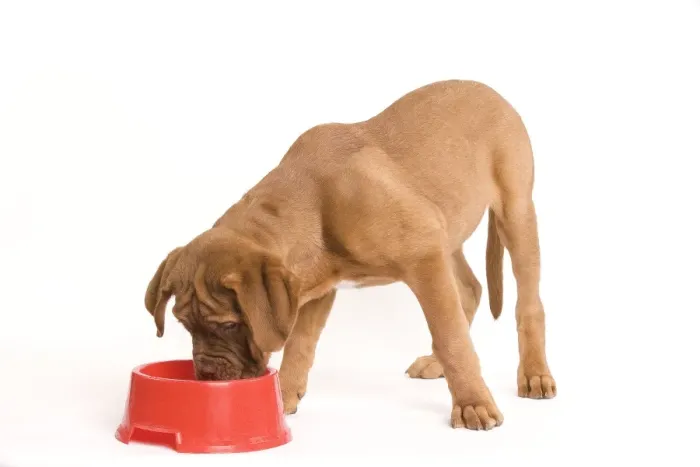 Framed Print : Dog - Dogue de Bordeaux / Bordeaux / French Mastiff in studio eating from bowl Framed Print : Dog - Dogue de Bordeaux / Bordeaux / French Mastiff in studio eating from bowl