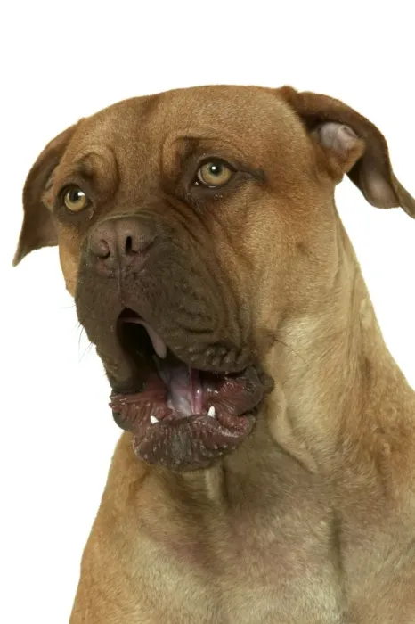 Framed Print : Dog - Dogue de Bordeaux / Bordeaux / French Mastiff - yawning Framed Print : Dog - Dogue de Bordeaux / Bordeaux / French Mastiff - yawning
