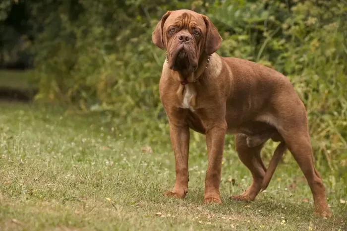 Framed Print : Dog - Dogue de Bordeaux / French Mastiff Framed Print : Dog - Dogue de Bordeaux / French Mastiff