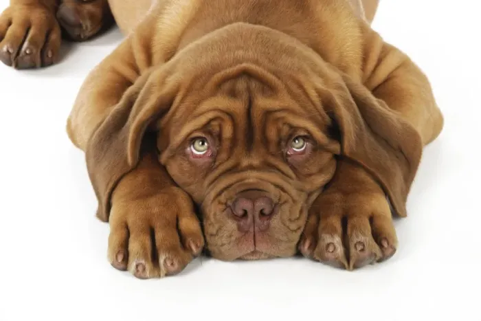 Framed Print : DOG. Dogue de bordeaux puppy laying down (head shot) Framed Print : DOG. Dogue de bordeaux puppy laying down (head shot)
