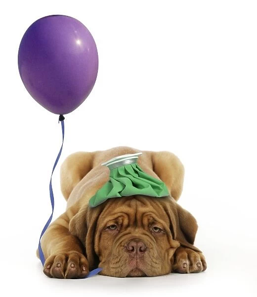 DOG - Dogue de bordeaux puppy laying down with ice pack on his head and with a balloon. Digital Submission: Balloon (FRR) - Ice pack (JD)