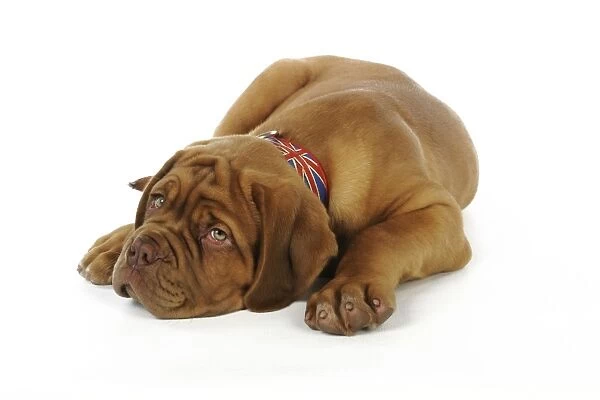 DOG. Dogue de bordeaux puppy laying down wearing a union jack collar