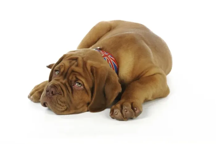 Framed Print : DOG. Dogue de bordeaux puppy laying down wearing a union jack collar Framed Print : DOG. Dogue de bordeaux puppy laying down wearing a union jack collar