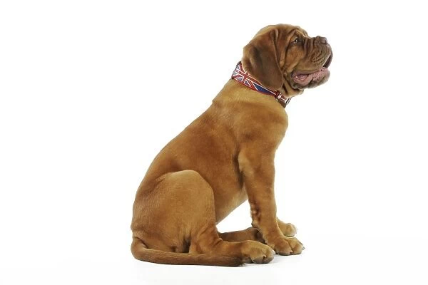 DOG. Dogue de bordeaux puppy sitting down wearing a union jack collar