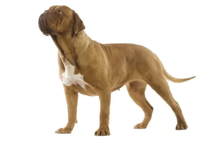 Framed Print : DOG. Dogue de bordeaux in studio Framed Print : DOG. Dogue de bordeaux in studio