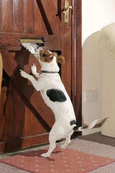 Dog at door Jack Russell takes paper from letterbox