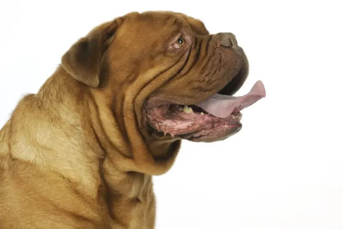 Framed Print : DOG. Douge De Bordeaux Framed Print : DOG. Douge De Bordeaux