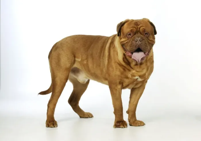 Framed Print : DOG. Douge De Bordeaux Framed Print : DOG. Douge De Bordeaux