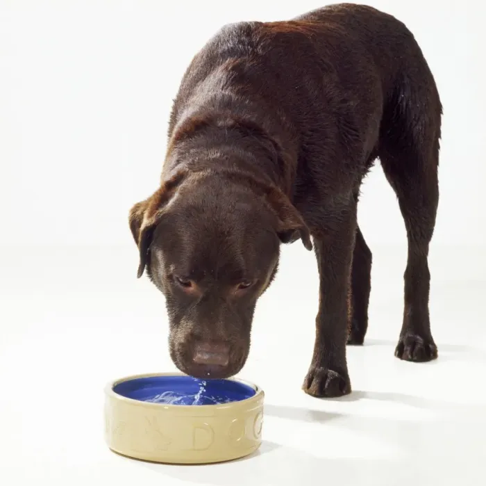 Framed Print : Dog - drinking water from bowl