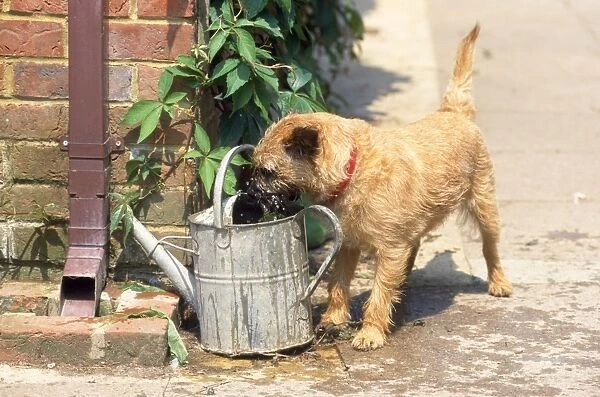 Dog - drinking from watering can