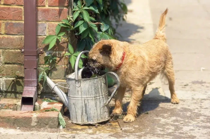 Framed Print : Dog - drinking from watering can Framed Print : Dog - drinking from watering can