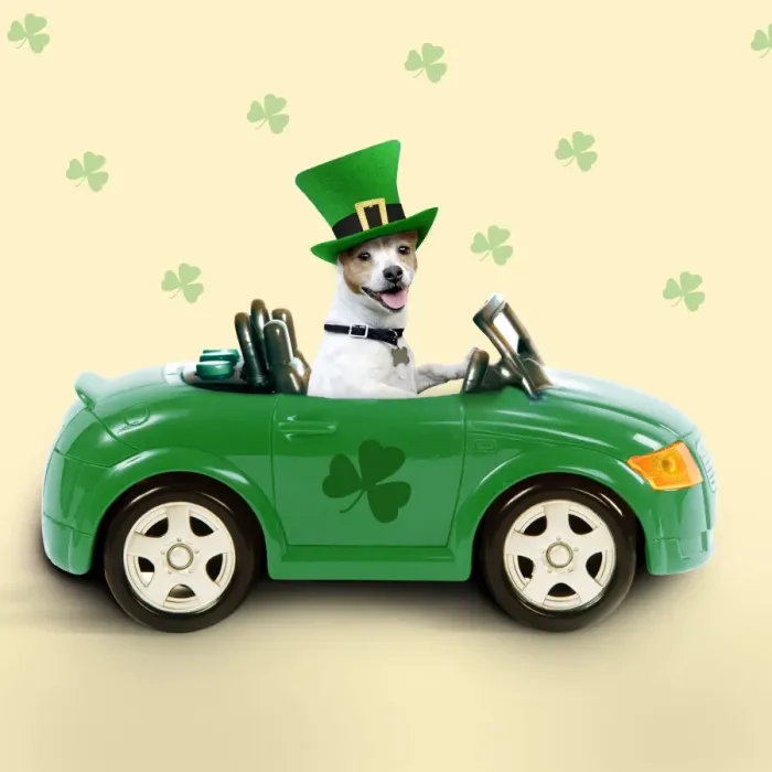 Framed Print : Dog - driving car - Saint Patrick's Day Digital Manipulation: Dog BB - added colour background & shamrocks - changed car (LA) colour - Hat (Su) Framed Print : Dog - driving car - Saint Patrick's Day Digital Manipulation: Dog BB - added colour background & shamrocks - changed car (LA) colour - Hat (Su)