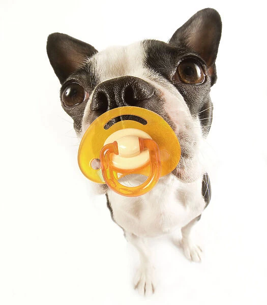 Dog - with dummy in mouth
