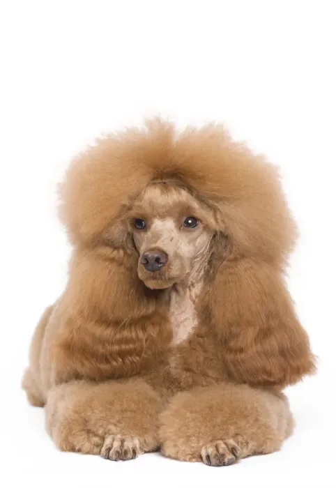 Framed Print : Dog - Dwarf / Nain Poodle - Fawn Red colouring Framed Print : Dog - Dwarf / Nain Poodle - Fawn Red colouring