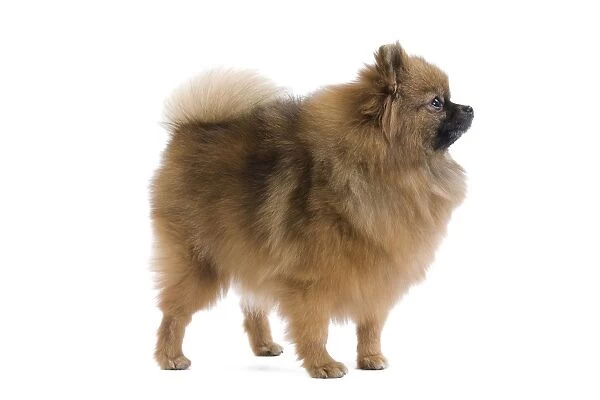 Dog - Dwarf Spitz  /  Pomeranian. Also know as Spitz nain