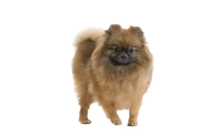 Framed Print : Dog - Dwarf Spitz / Pomeranian. Also know as Spitz nain Framed Print : Dog - Dwarf Spitz / Pomeranian. Also know as Spitz nain