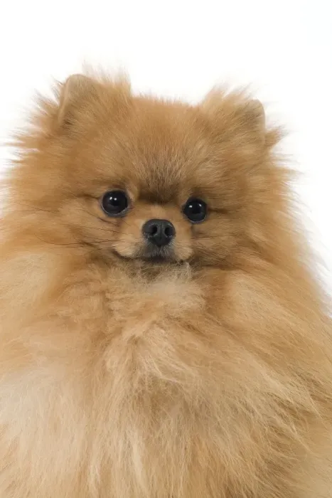 Framed Print : Dog - Dwarf Spitz  /  Pomeranian  /  Spitz nain