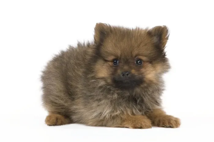 Framed Print : Dog - Dwarf Spitz - puppy Framed Print : Dog - Dwarf Spitz - puppy